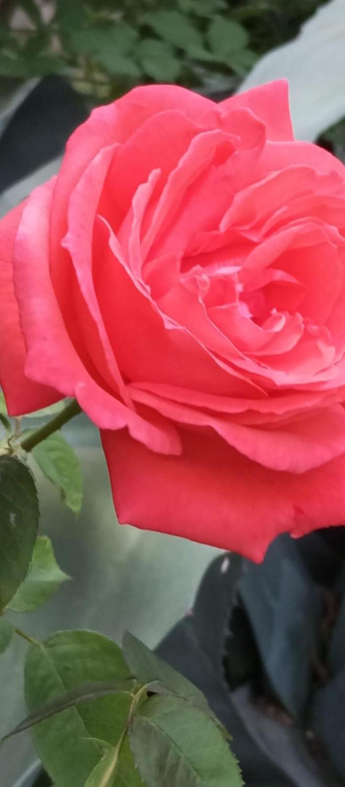 Magnanerie Le Mas D'Elise Boisset-et-Gaujac Luaran gambar
